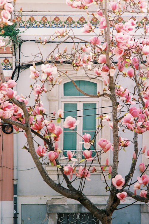 Sakura Tree with Glass Window on Background