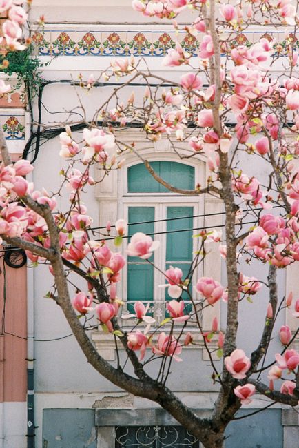 Magnolia blossoms in full bloom frame a vintage window in Coimbra, Portugal.