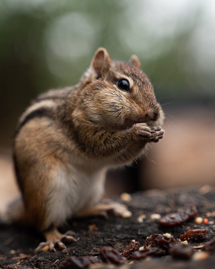 Chubby Chipmunk