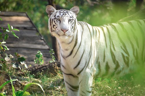 Gratis arkivbilde med dyreverdenfotografier, hvit tiger, store katter