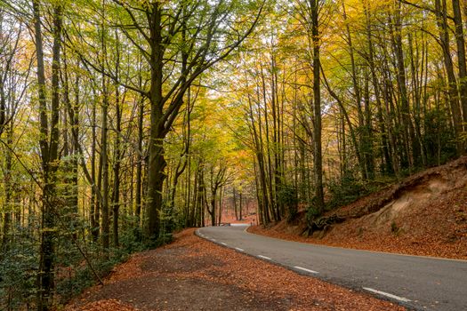 Beautiful autumn road winding through Montseny forest with golden foliage.