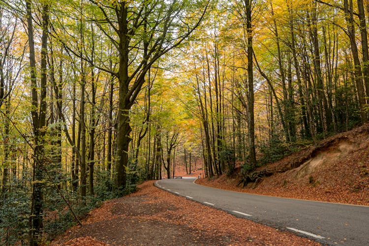 Trees Near The Road