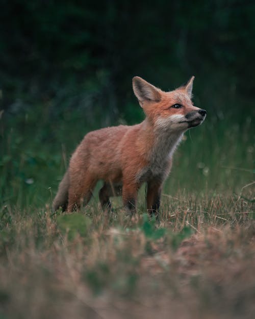 A Red Fox in the Wild 