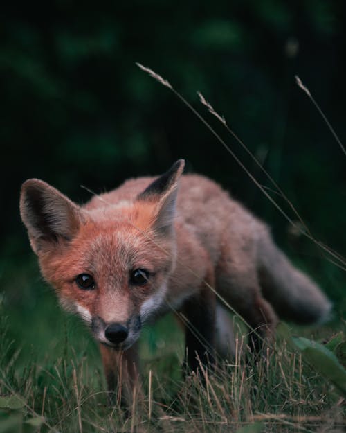Close-Up Shot of a Red Fox 