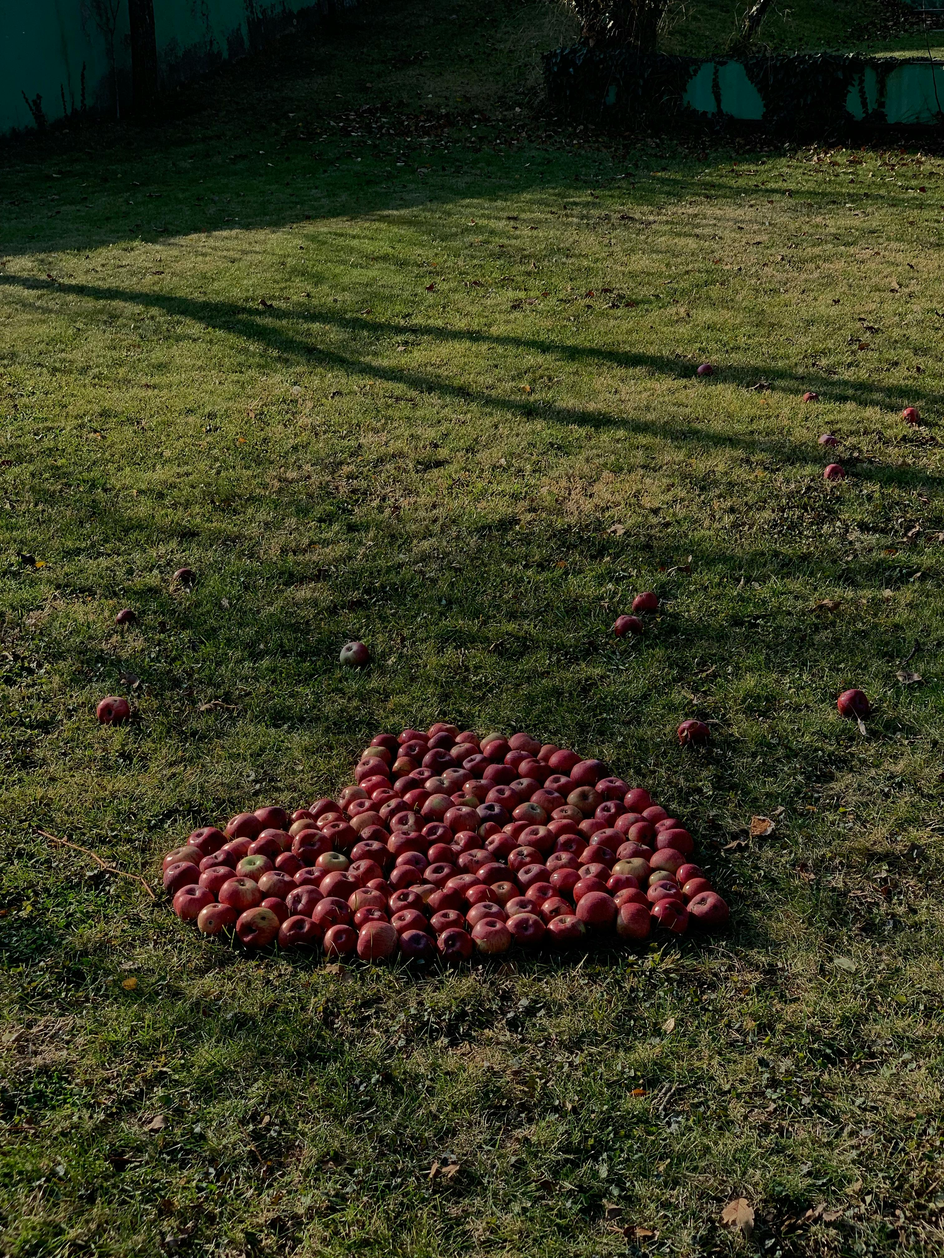 A heart of red apples arranged on a green grassy field in sunlight.