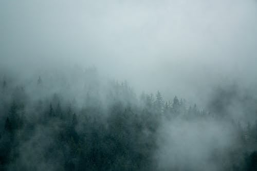 Бесплатное стоковое фото с деревья, дым, лес