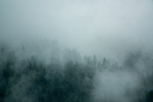 Foto profissional grátis de árvores, enevoado, escuro