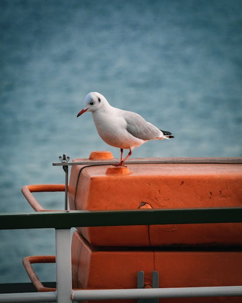 Foto profissional grátis de água, animais selvagens, animal