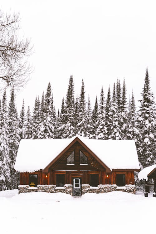 Wooden Barn by the Coniferous Forest in Winter 