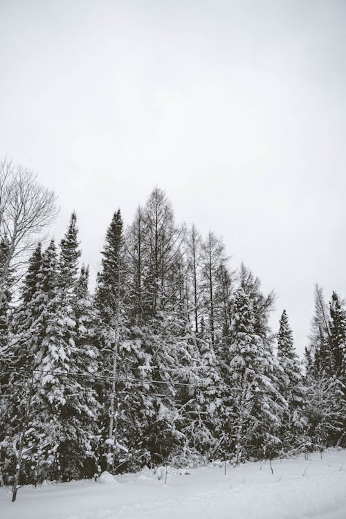 Coniferous Trees in Winter 