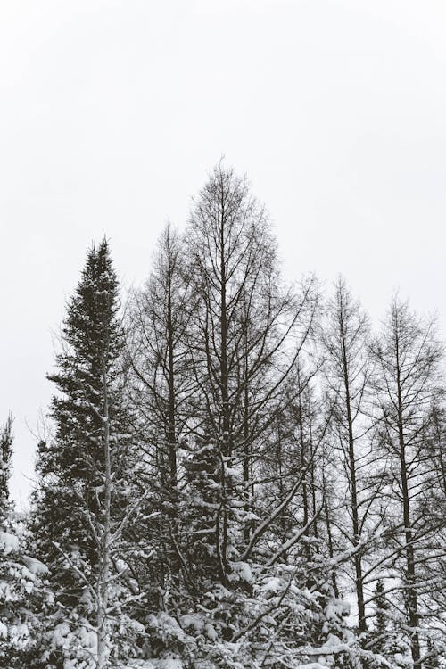 Foto d'estoc gratuïta de arbres, arbres de coníferes, arbres nevats