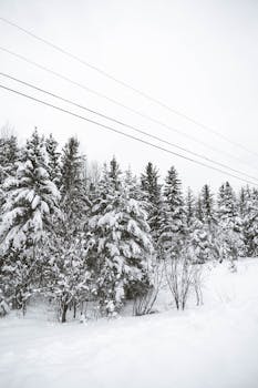 Snow-covered pine trees under power lines during a winter snowfall.