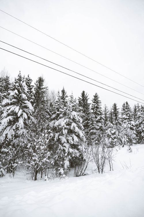Free Snow-covered pine trees under power lines during a winter snowfall. Stock Photo