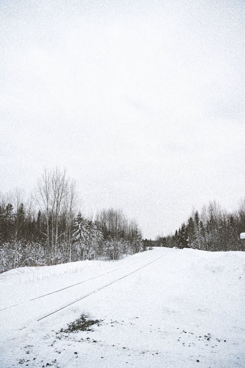 Coniferous Trees in Winter 