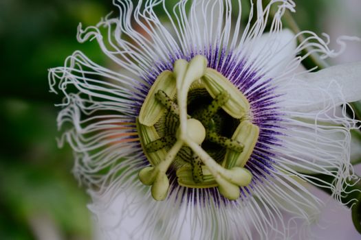 Blooming True Passionflower