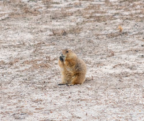귀여운, 다람쥐, 모래의 무료 스톡 사진