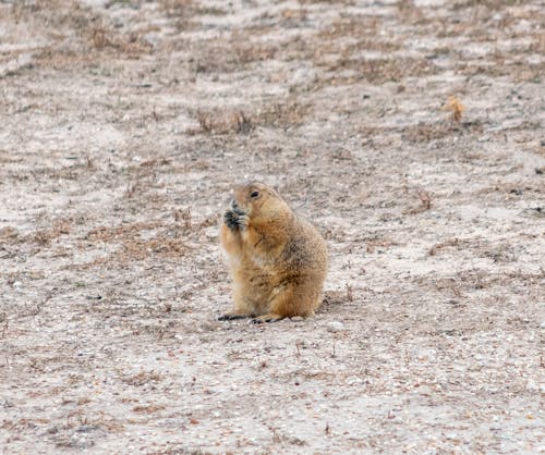 Squirrel on a Desert 