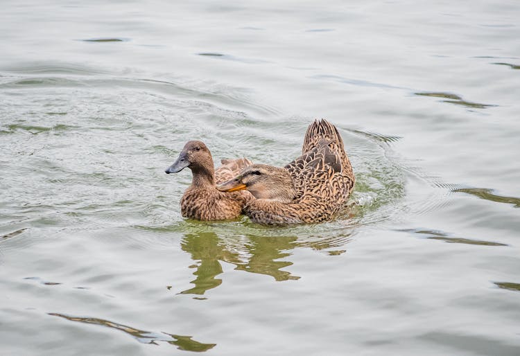 Ducks Swimming On Water