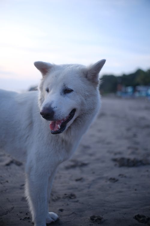 คลังภาพถ่ายฟรี ของ lapdog สีรัสเซีย, ฟันขาว, ล่องแก่ง