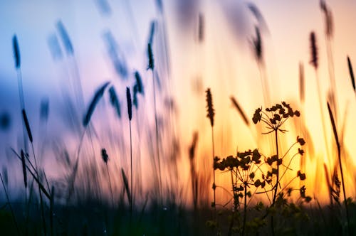 Foto stok gratis matahari terbenam, pertumbuhan, rumput