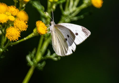 Kohlweißling auf Blüte