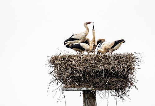 Storchennest mit Nachwuchs