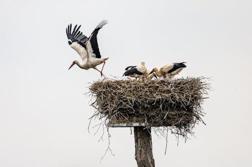 Storks in a Nest 