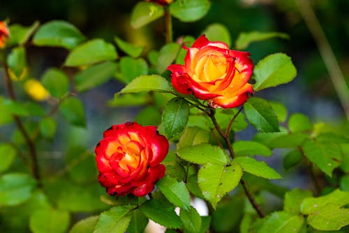 Foto stok gratis daun mawar, kebun, kelopak mawar