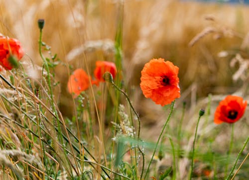 Foto stok gratis bunga-bunga, klatschrose, ladang gandum