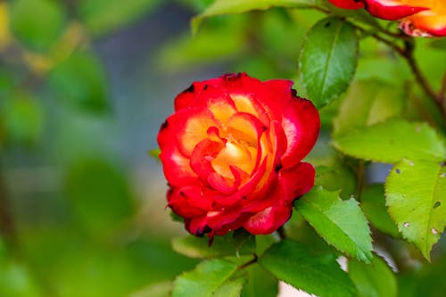Foto stok gratis kebun, mawar, mawar berwarna