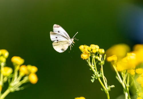 Foto profissional grátis de borboleta, borboleta branca de repolho, borboleta em uma flor