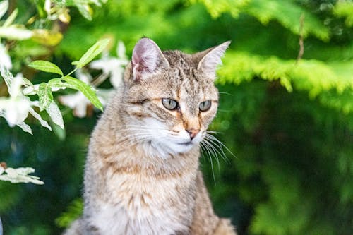 Безкоштовне стокове фото на тему «домашній кіт, домашня кішка, європейська кішка»
