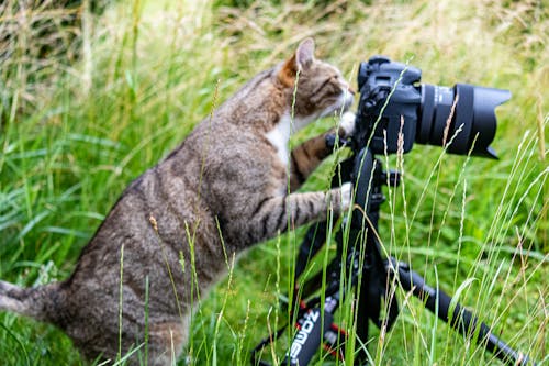 Foto profissional grátis de cânone, fotógrafo, gato
