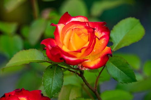 Foto stok gratis bunga, kebun, mawar