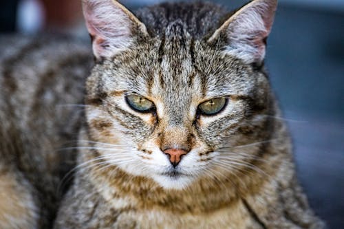 Безкоштовне стокове фото на тему «getigerte katze, домашній кіт, коричневий кіт»