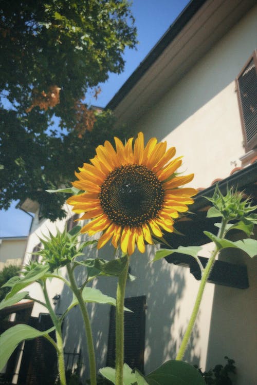 Close Up Photo of a Sunflower in Bloom
