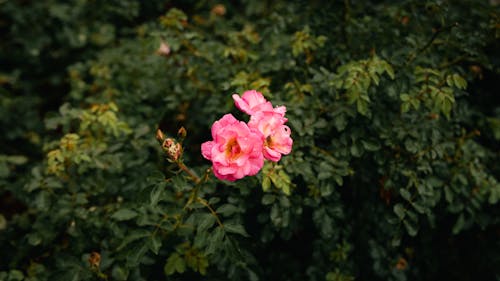 Δωρεάν στοκ φωτογραφιών με ανθίζω, κήπος, ροζ λουλούδια