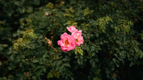 Pink Flowers in Close Up Shot