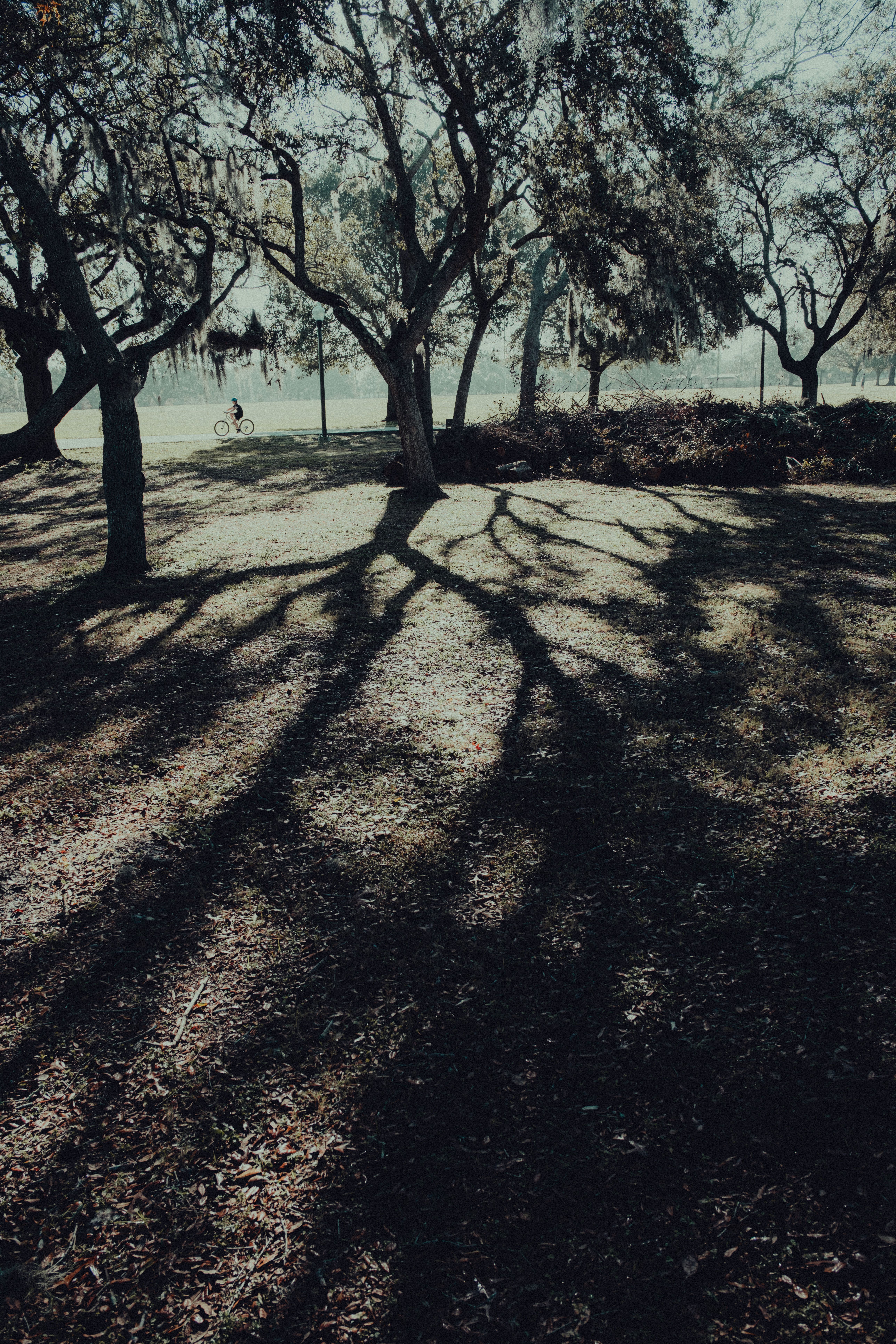 Trees Casting Shadows on Grass · Free Stock Photo