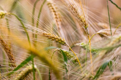 Безкоштовне стокове фото на тему «зернові, зернового поля, основна їжа»