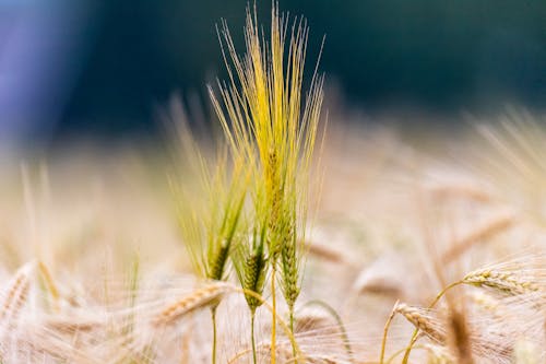 Foto stok gratis agrikultura, bahan makanan, barley