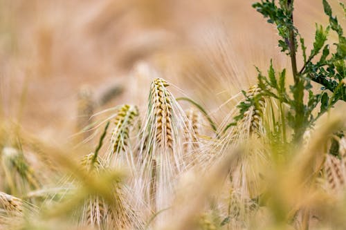 主食, 俯瞰陆地, 大麥 的 免费素材图片