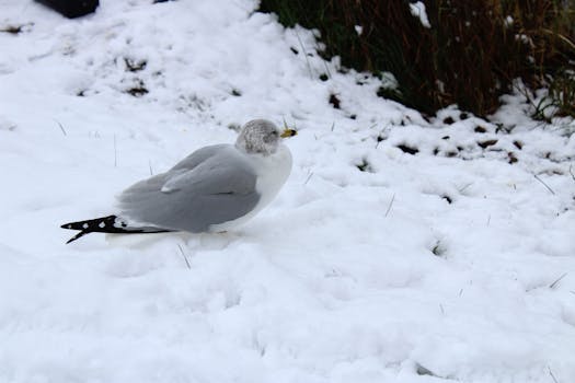 A ring-billed gull (Larus delawarensis) on snow in Seattle, showcasing winter scenery.