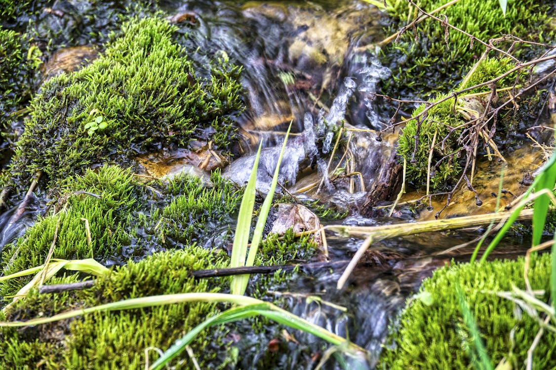 A Close-Up Shot of a Mossy Stream · Free Stock Photo