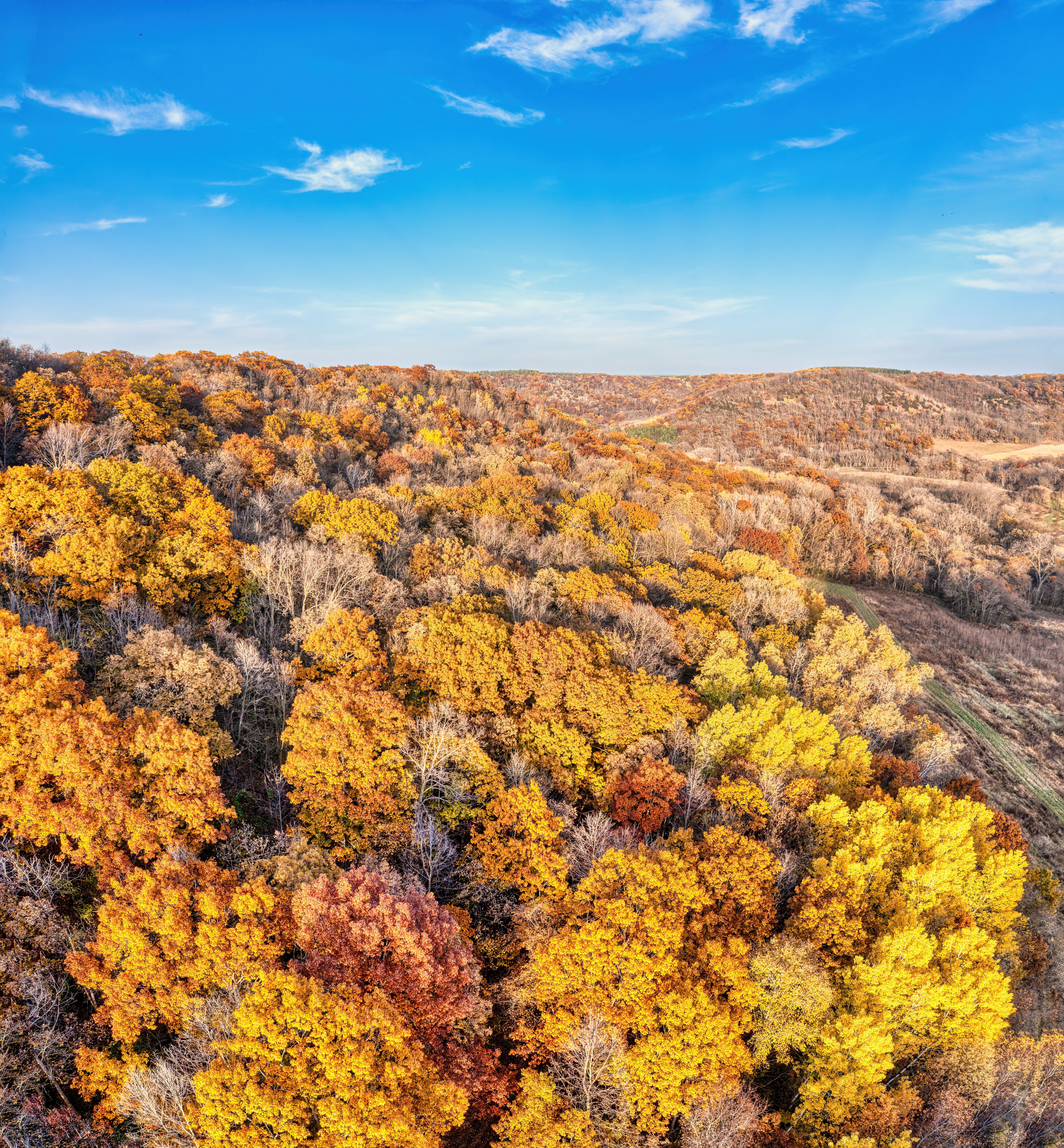 Colorful Forest in Autumn · Free Stock Photo