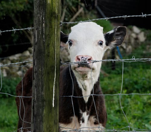 A Cow Calf behind a Barbed Wire Fence 