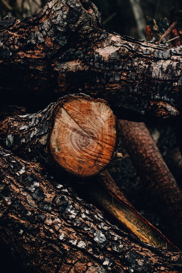 Close Up Photo Of Burnt Firewoods