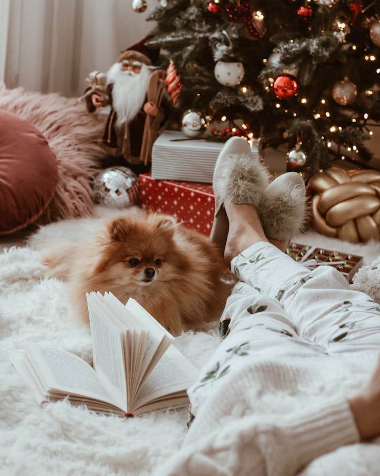 Woman In Pajamas Sitting By The Christmas Tree With A Dog 