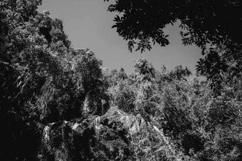 Trees in a Rocky Valley in Black and White 