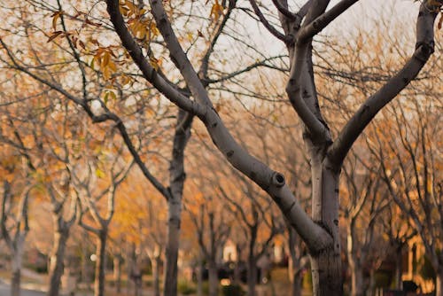 ağaçlar, dallar, sarı içeren Ücretsiz stok fotoğraf